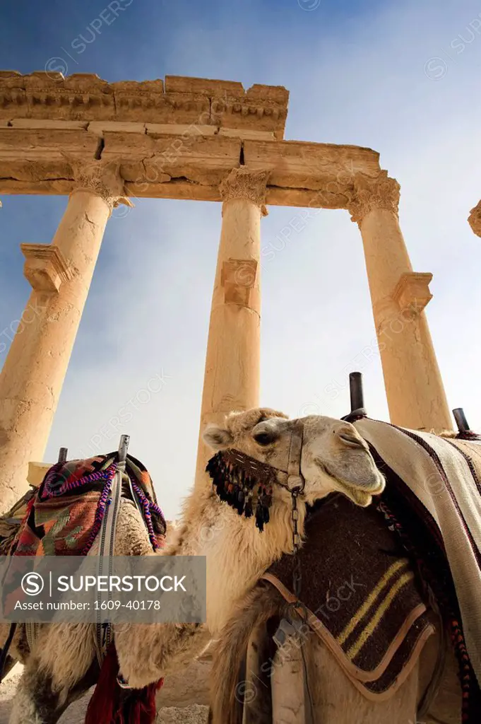 Syria, Palmyra ruins UNESCO Site, Great Colonnade