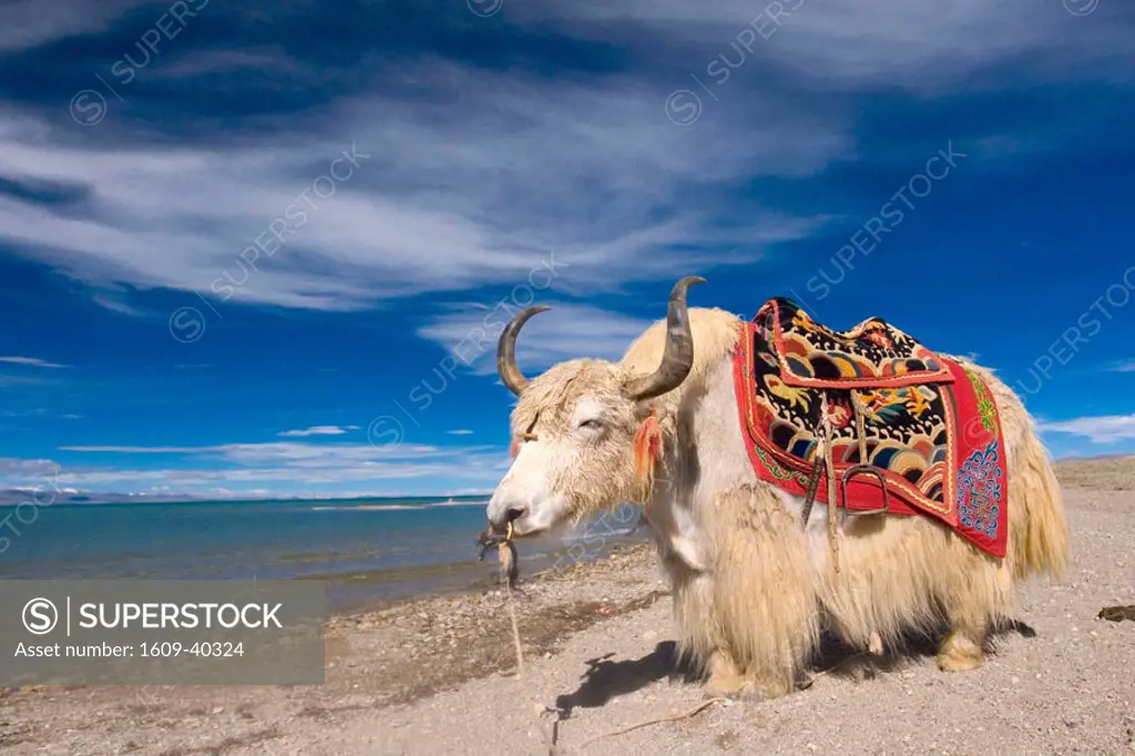White Yak on the shore of Nam Tso Lake, Central Tibet