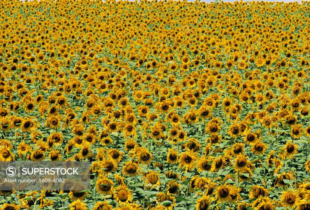 Sunflower Field, Provence, France