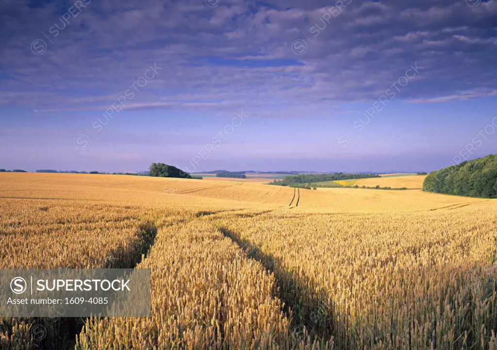 Corn Field, Northern France