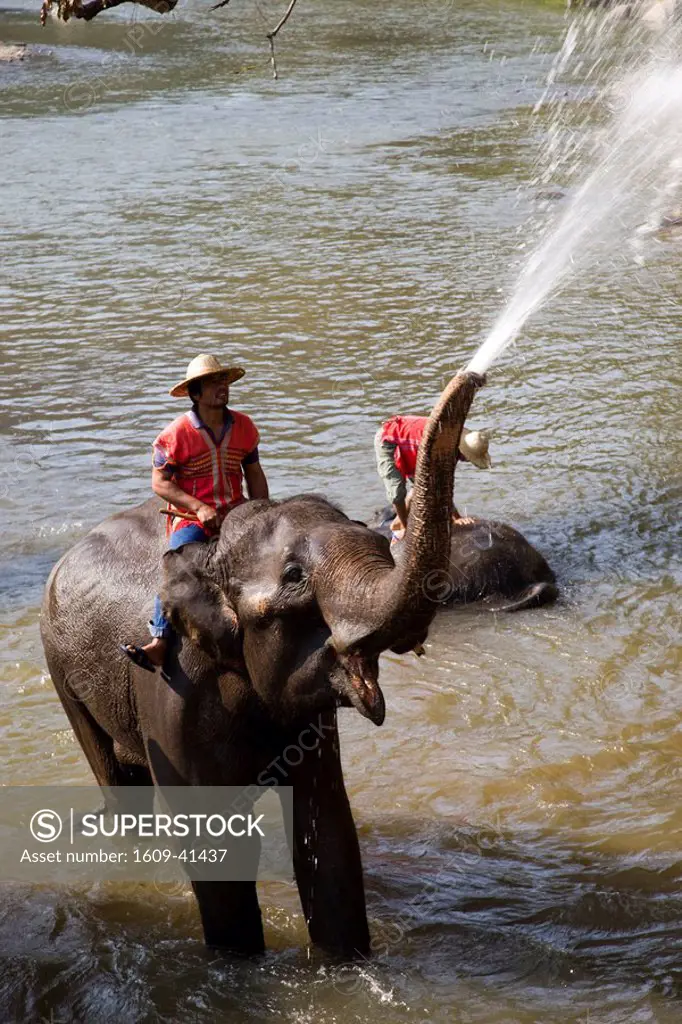 Thailand, Chiang Mai, Elephant Camp, Elephants Bathing