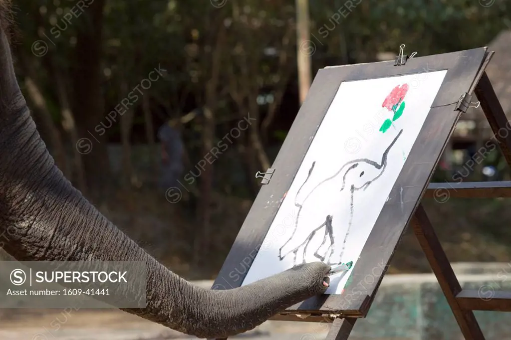 Thailand, Chiang Mai, Elephant Camp, Elephant Show, Elephant Painting
