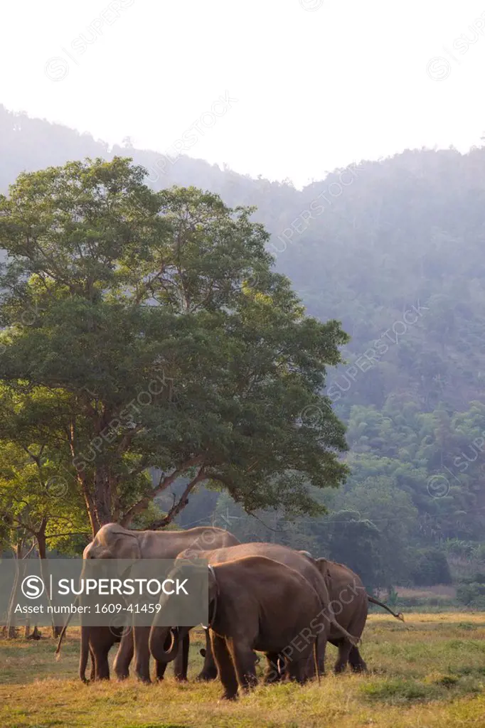 Thailand, Golden Triangle, Chiang Mai, Elephants