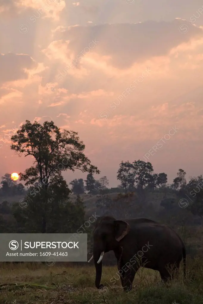 Thailand, Golden Triangle, Chiang Mai, Elephants at Dawn