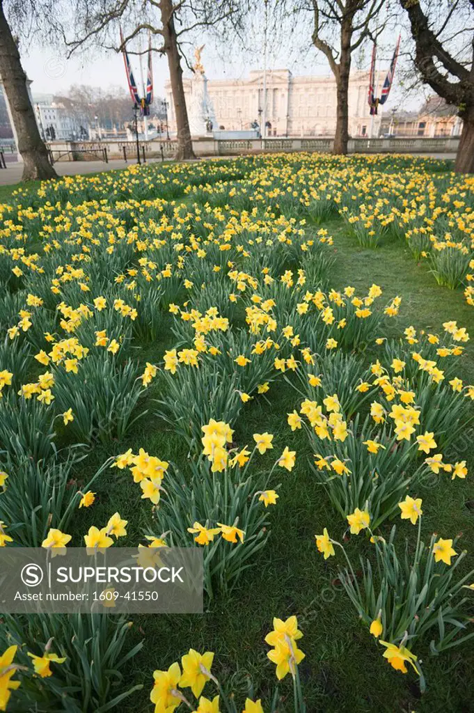 England, London, Green Park, Buckingham Palace and Daffodils