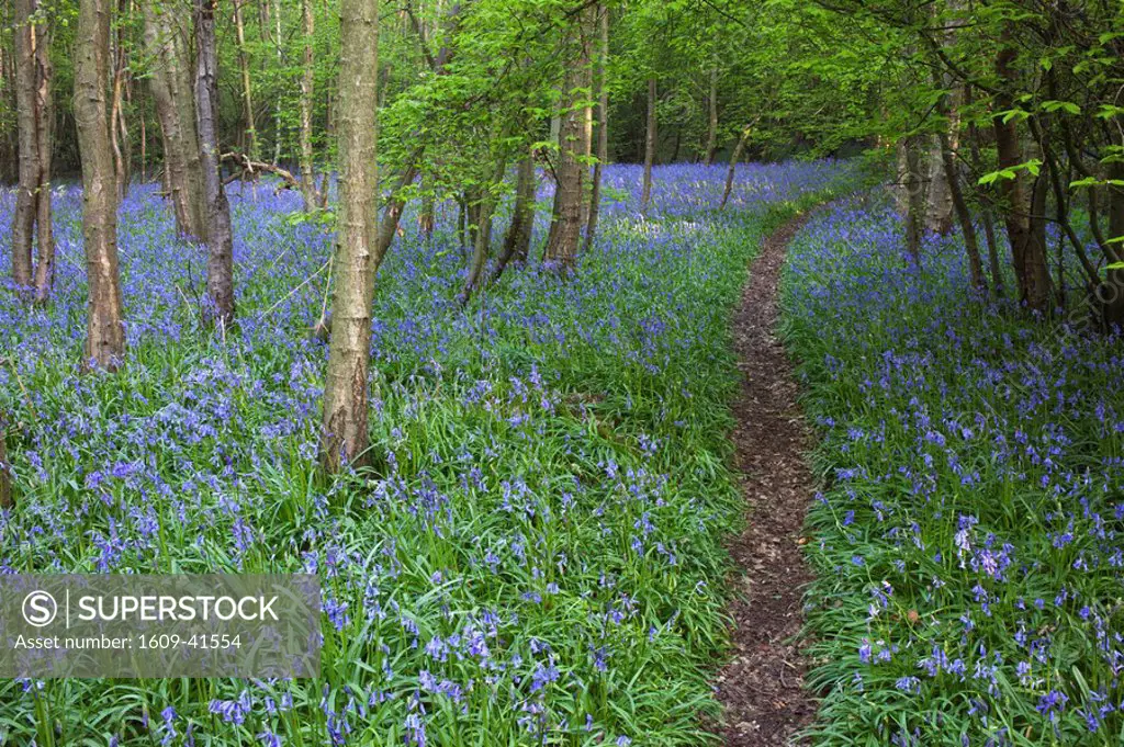 England, Kent, Footpath in Bluebell Woods