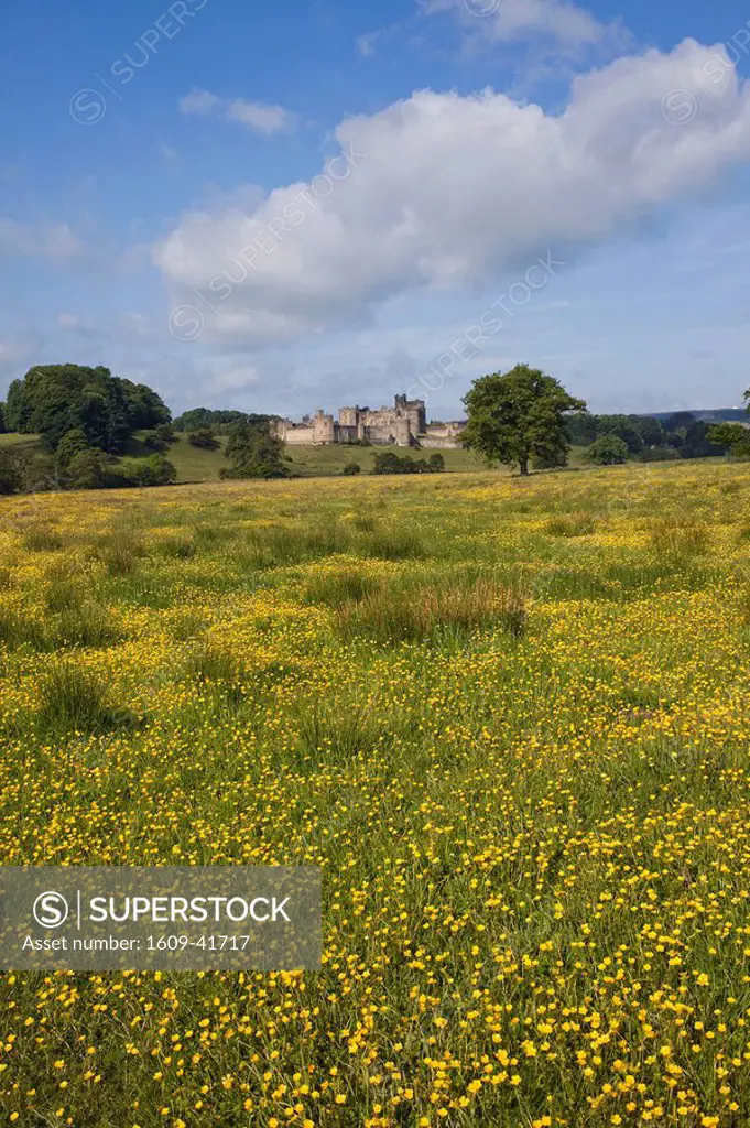 England, Northumberland, Field of Buttercups and Alnwick Castle