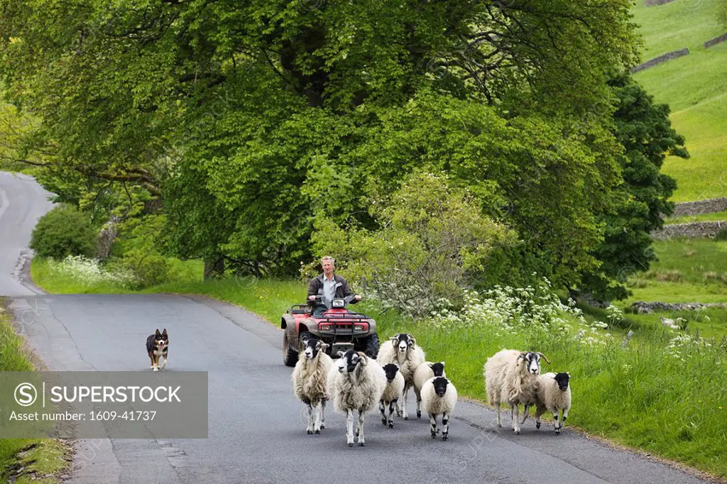 England, Yorkshire, Yorkshire Dales, Swaledale, Farmer and Sheep