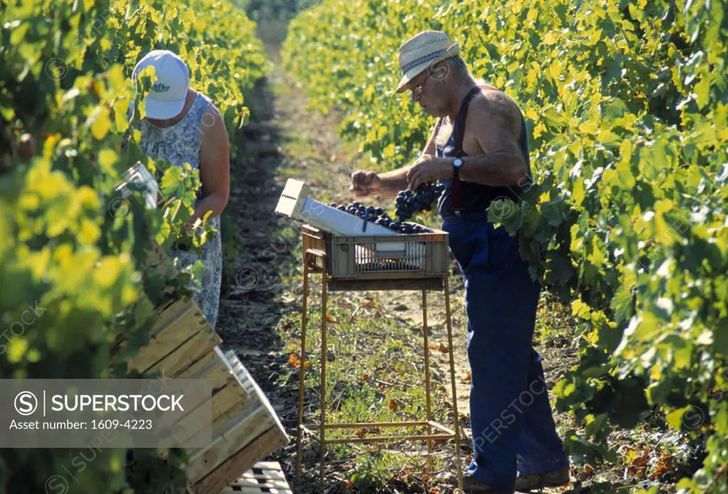 Picking grapes in Vineyard, Southern France
