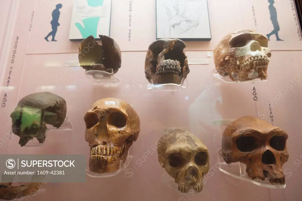 England, London, Horniman Museum, Display of Skulls showing the Evolution of Man