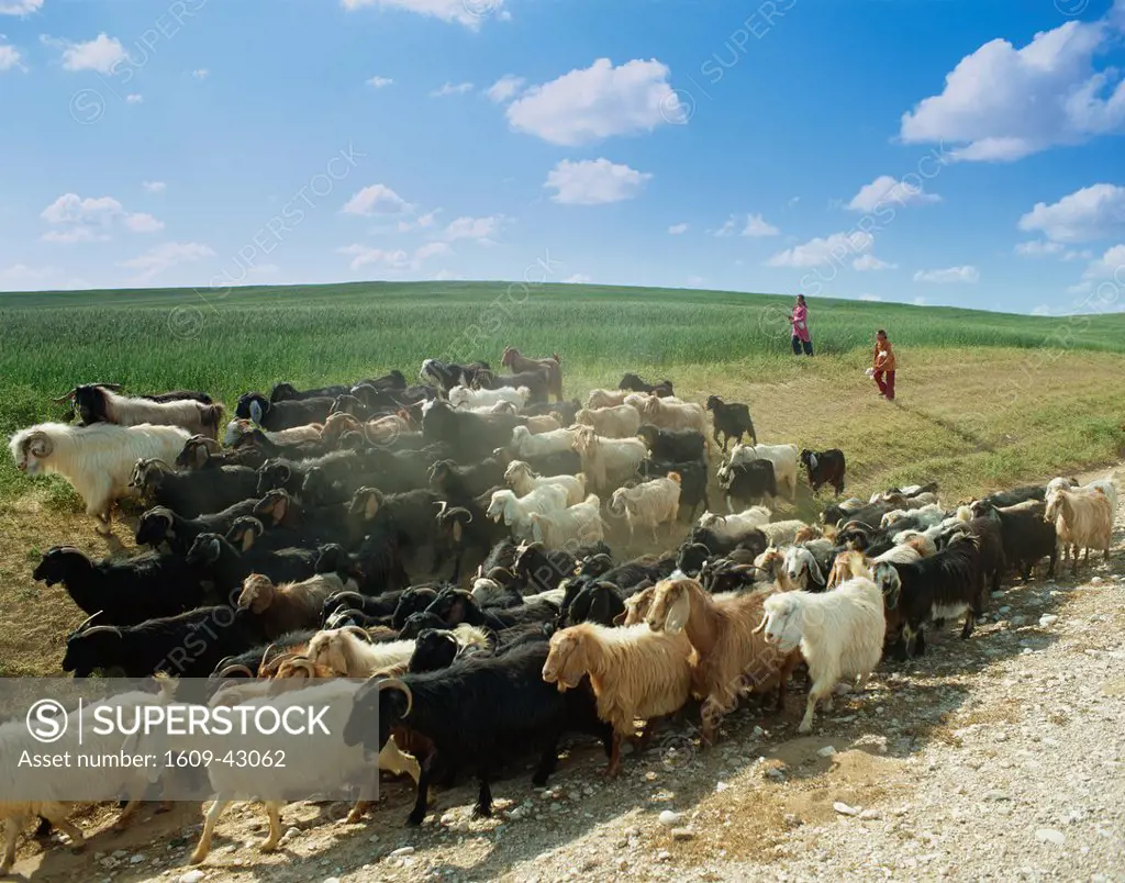 Israel, Negev Desert, Arab Children Goat Herding