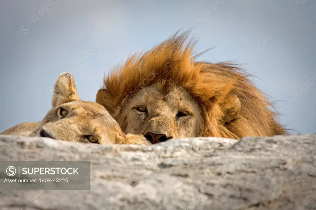 Panthera leo Lion, Serengeti National Park, Tanzania