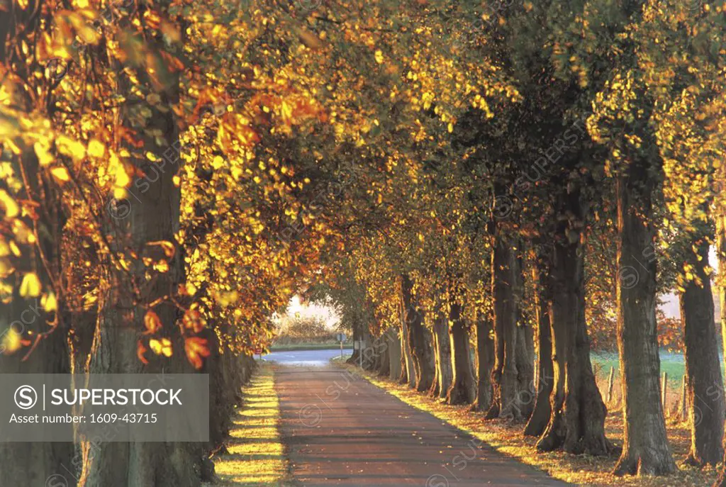 Avenue of trees in autumn at Cirencester College, England