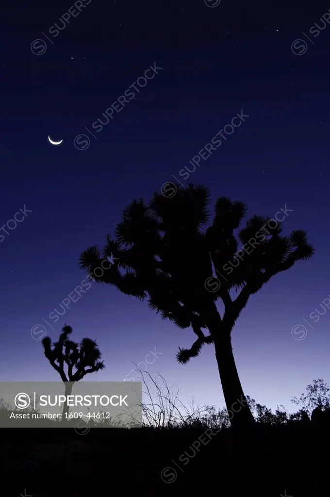 USA, California, Joshua Tree National Park, Joshua Trees Yucca Brevifolia
