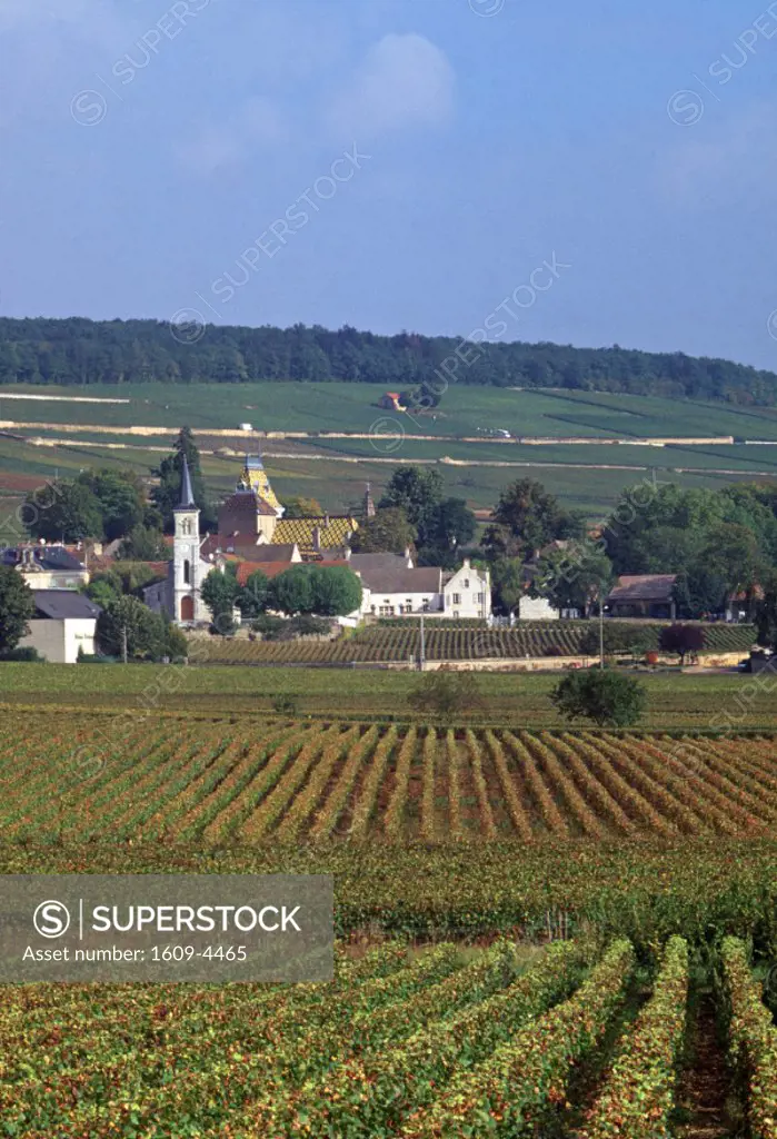 Aloxe-Corton, Cote-D´Or, Burgundy, France