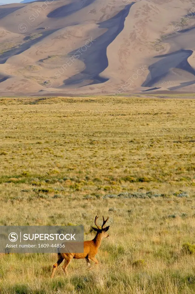 Deer, Great Sand Dunes National Park, Colorado, USA