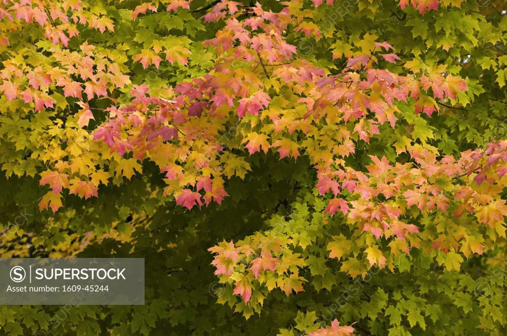 Autumn leaves, Mentor, Ohio, USA