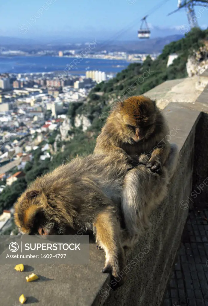 Monkeys, The Rock, Gibraltar