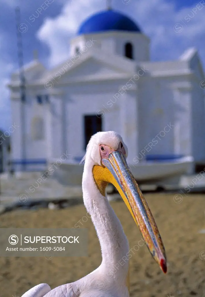 Pelican, Mykonos, Greece