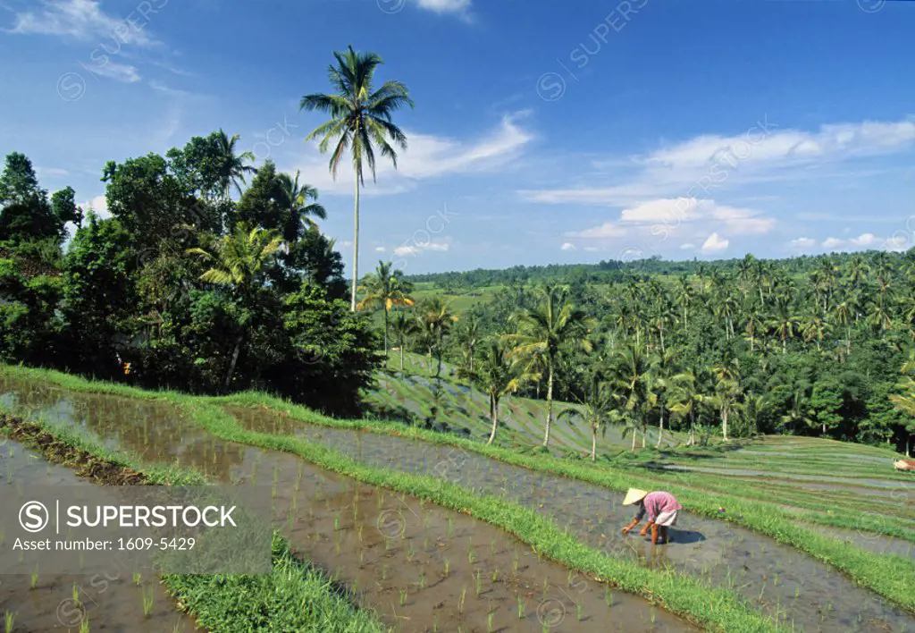 Rice planting, Bali, Indonesia