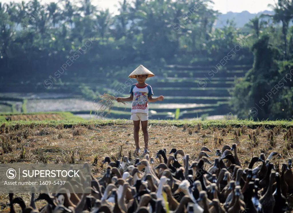 Boy with geese, Bali, Indonesia
