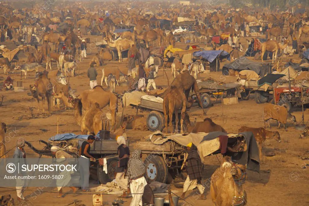 Camel Market, Pushkar, Rajasthan, India