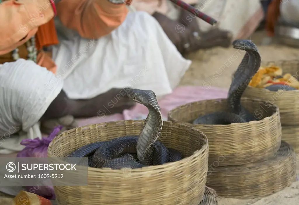 Indian Snake Charmer with Cobras, Pushkar, Rajasthan, India