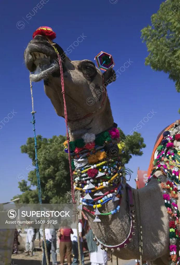 Pushkar Camel Fair, Pushkar, Rajasthan, India
