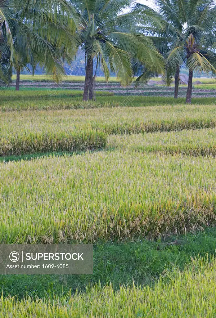 Rice Field, Karnataka, India
