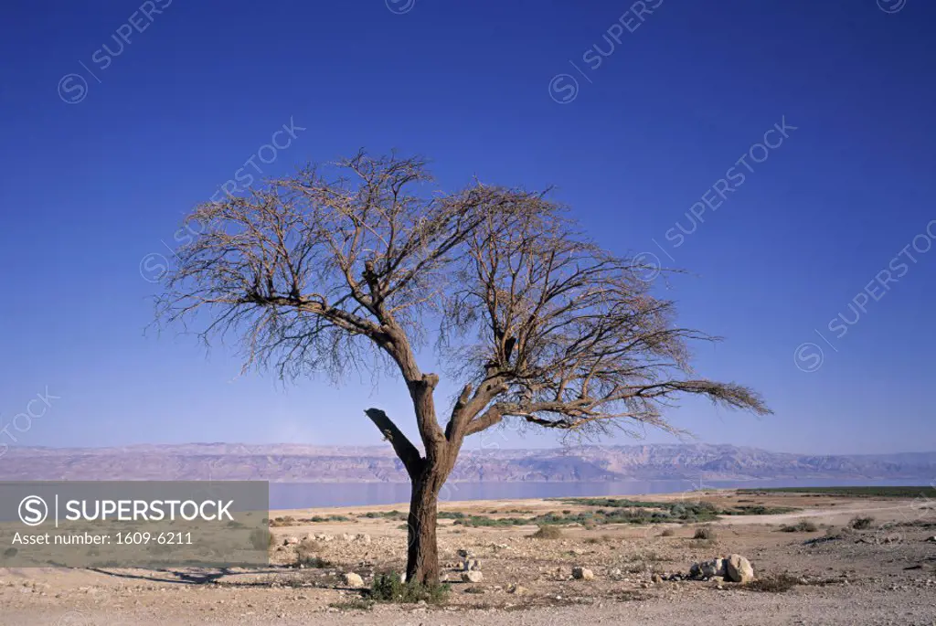 Acacia Tree, Dead Sea, Israel