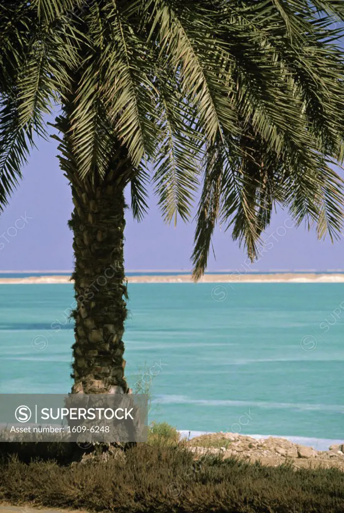 Palm Tree, Dead Sea, Israel