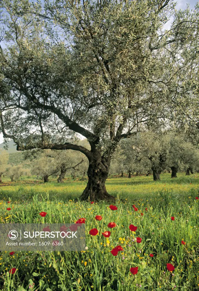 Olive Tree, Israel
