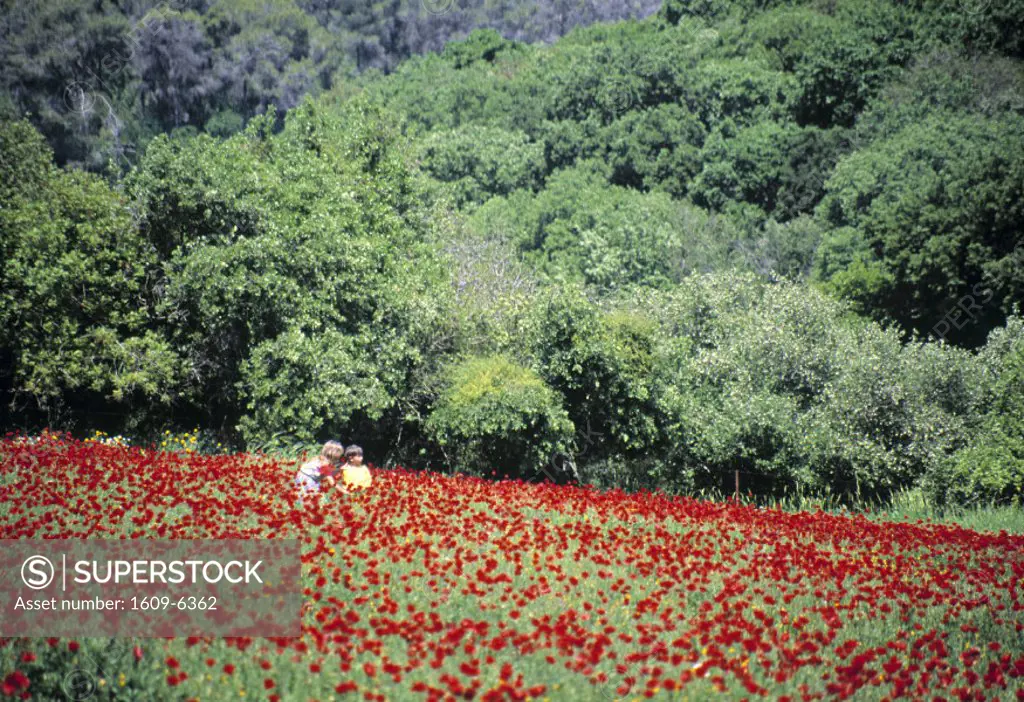 Poppy field, Mount Carmel, Israel