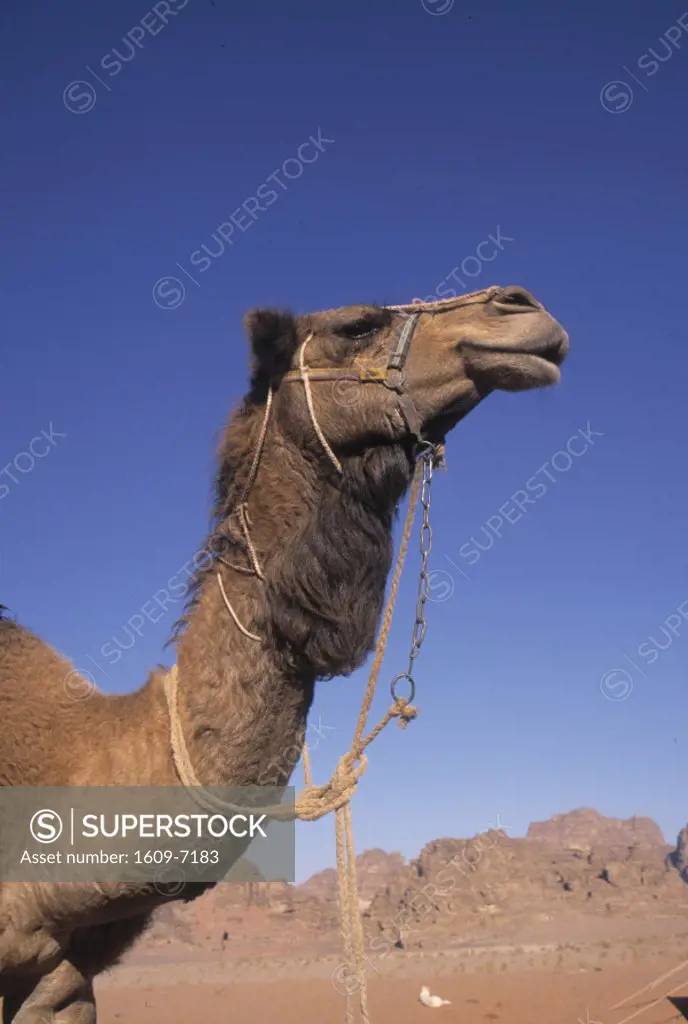 Camel, Wadi Rum, Jordan