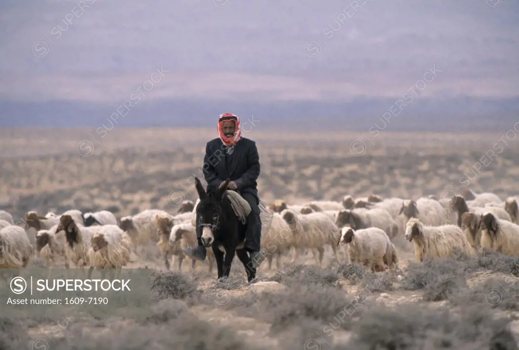 Shepherd & sheep, King´s Highway, Jordan