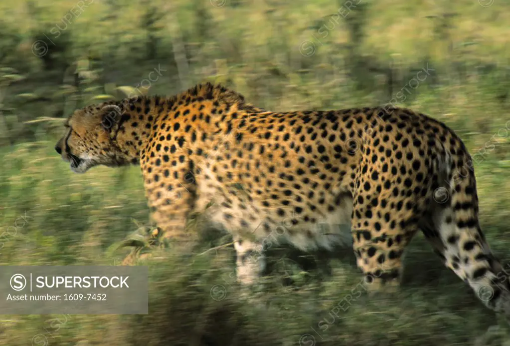 Cheetah, Maasai Mara Game Reserve, Kenya