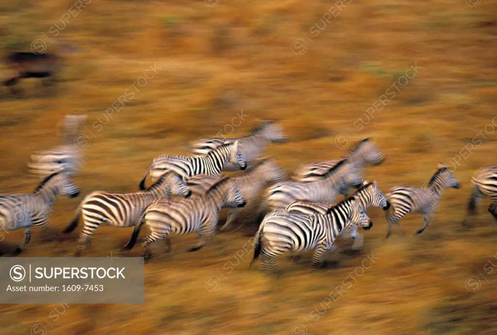 Zebras, Maasai Mara Game Reserve, Kenya
