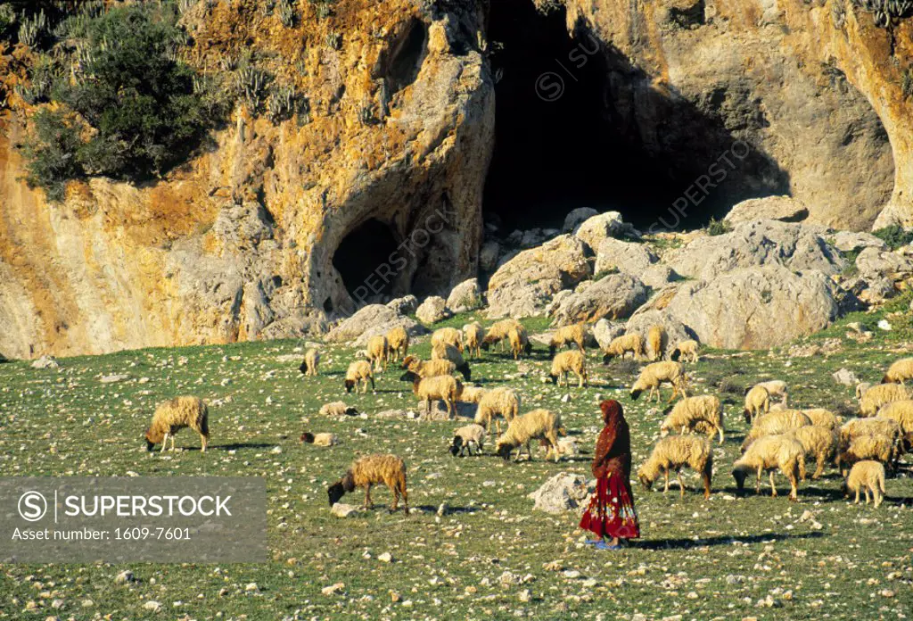 Sheep Herder, Agadir, Morocco
