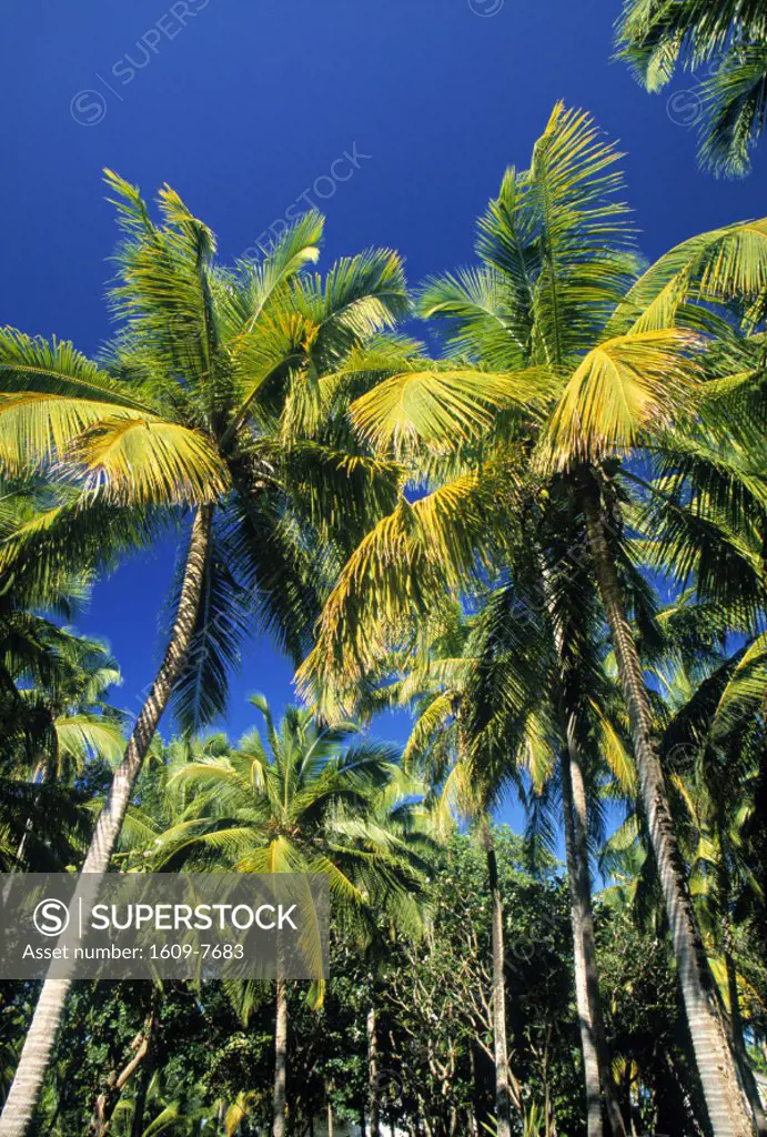 Palm Tree Maldives Indian Ocean