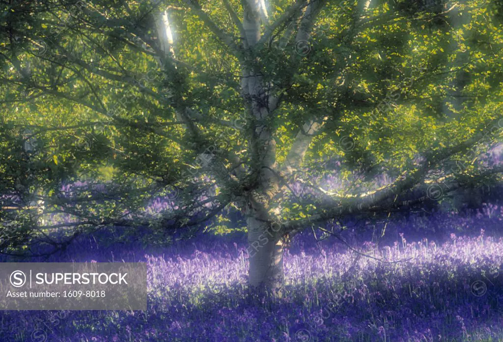 Bluebell and Silver Birch