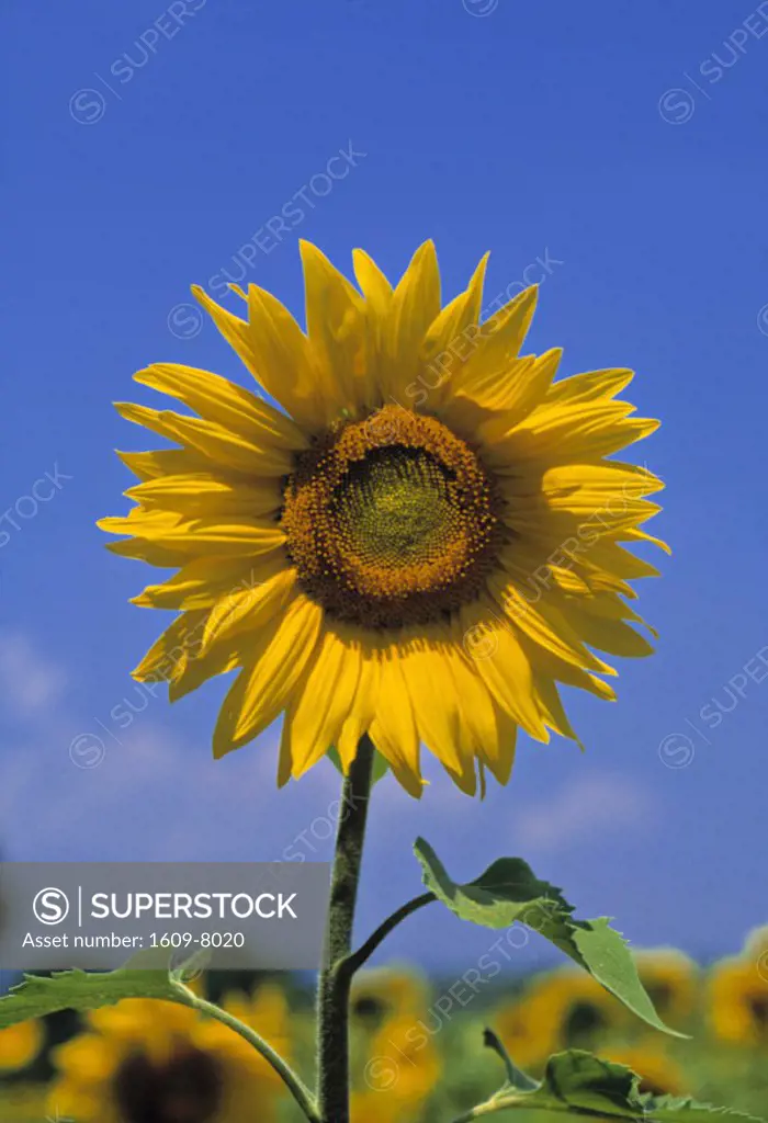 Sunflower France
