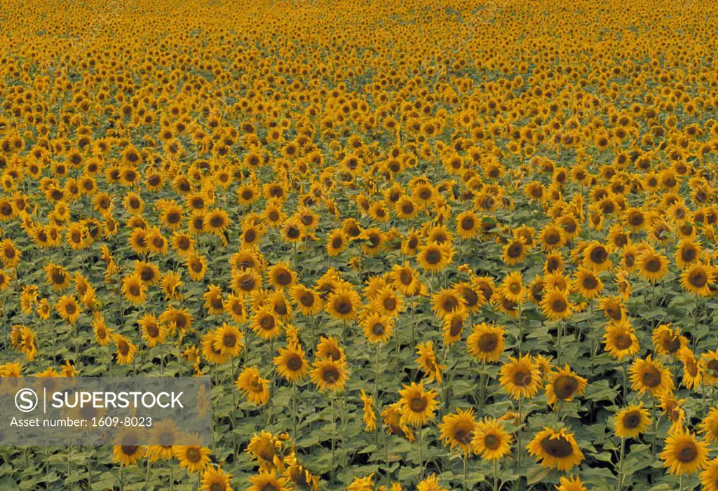 Sunflower Field, France