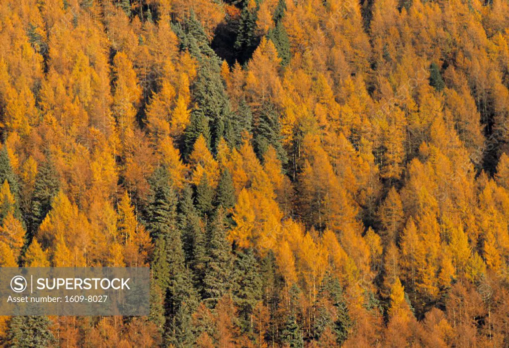 Pine forest in Autumn