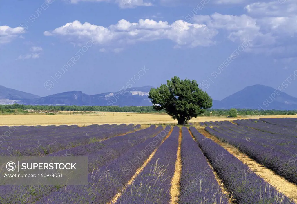 Lavender field, Valensole, Provence, France