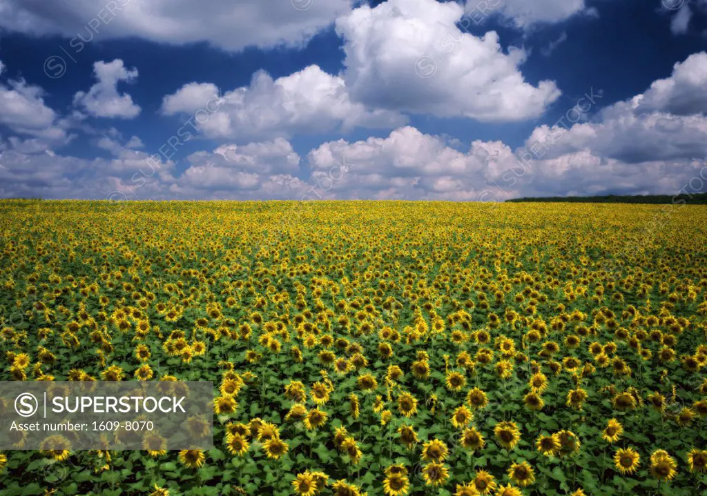 Sunflower field, Provence, France