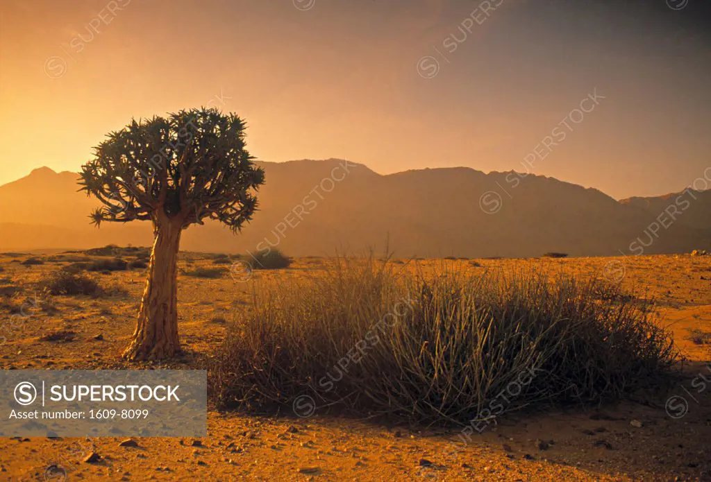 Quiver Tree, Namib desert, Namibia