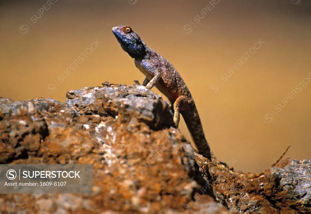 Lizard, Namibia