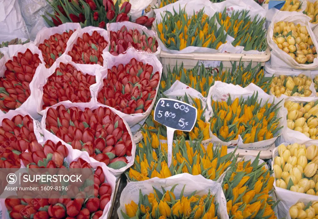 Tulips at Flower market, Amsterdam, Holland