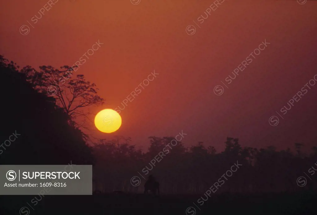 Sunrise, Chitwan Park, Nepal