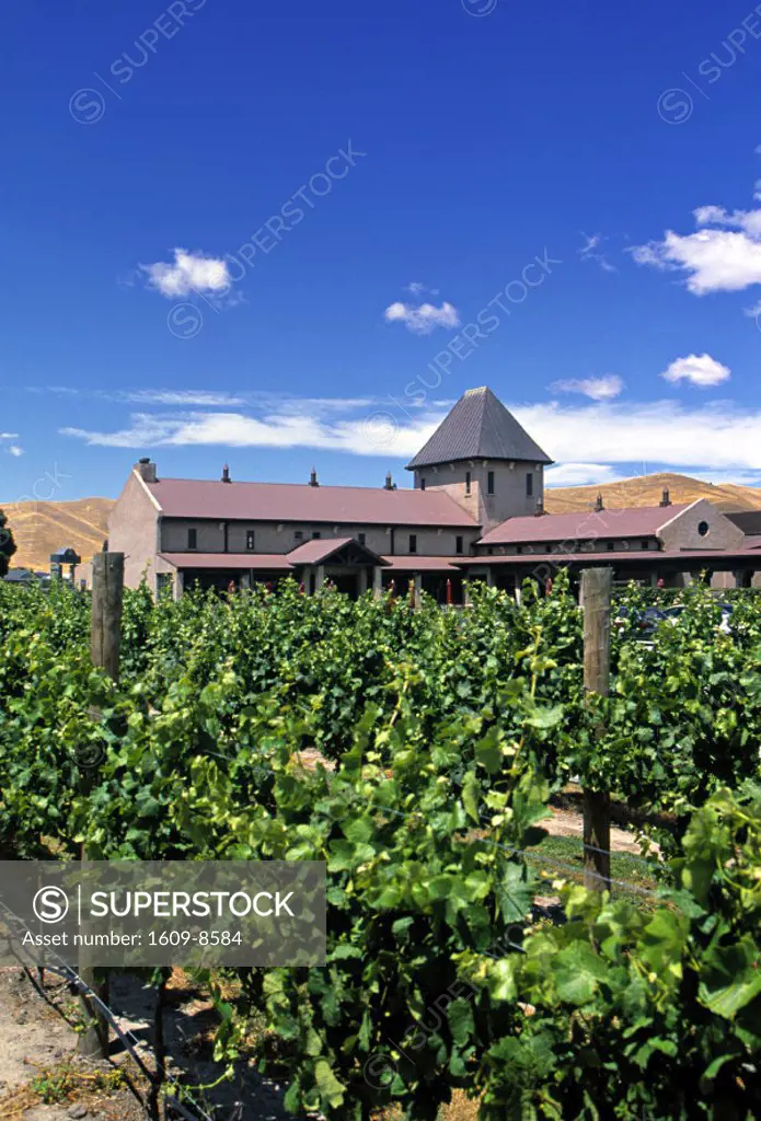 Montana Vineyard, Blenheim, Marlborough, South Island, New Zealand